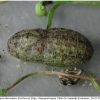 lyc thersamon pupa1 volg11